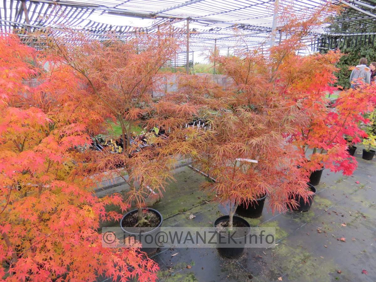 Acer palmatum Katsura,Red Pygmy,Osakazuki - Herbst 2015.JPG
